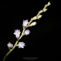Podochilus malabaricus Wight